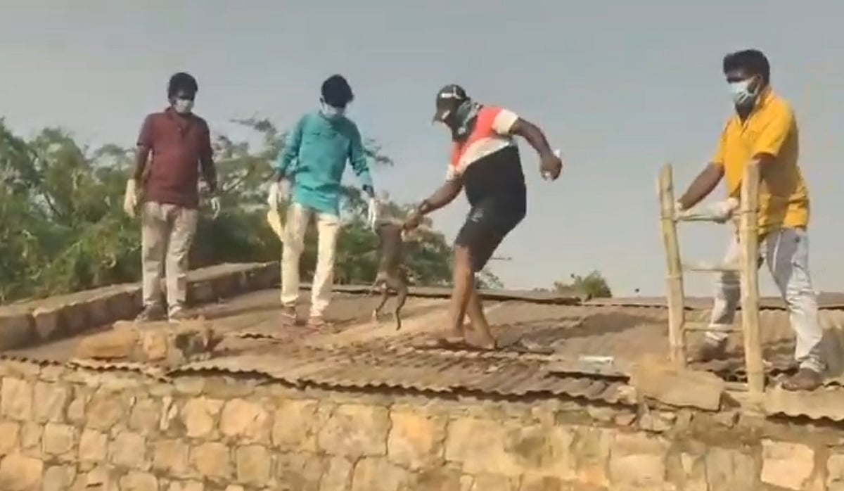 Dead and floating in a Telangana drinking tank
 Monkeys தெலுங்கானாகுடிநீர்த் தொட்டியில் செத்து மிதந்த குரங்குகள்