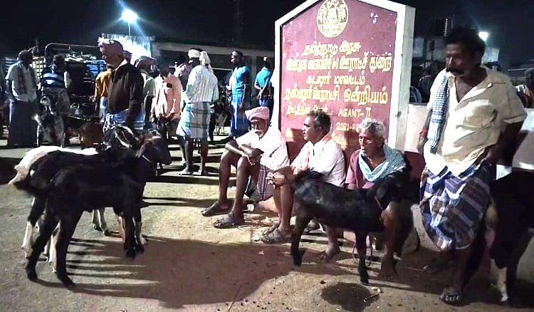 ரம்ஜான் நெருங்கியபின்னும் ஆடுகள் விற்பனை மந்தம் - களையிழந்த வேப்பூர் ஆட்டு சந்தை | Even in Ramzan season Goat Sales gets downs in Veypur Goat Market