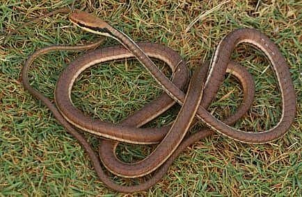 2000 கி.மீ தூரம் பயணித்த அதிசய பாம்பு! எப்படி இவ்வளவு தூரம் பயணித்தது தெரியுமா? | How Rare Snake Reached City in Gujarat from neighboring countries