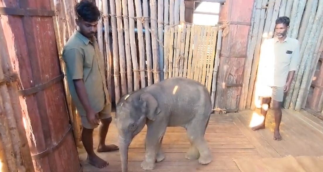 குட்டியானை முதுமலை யானைகள் முகாமில் சேர்ப்புlittle elephant Lives in the Mudumalai Elephant Camp  