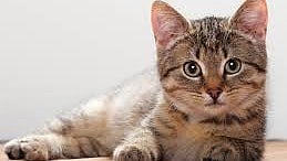 H5N1 bird flu risk increases in US A virus transmitted from cattle to catsஅமெரிக்காவில் H5N1 பறவைக்காய்ச்சல் அபாயம் அதிகரிப்பு