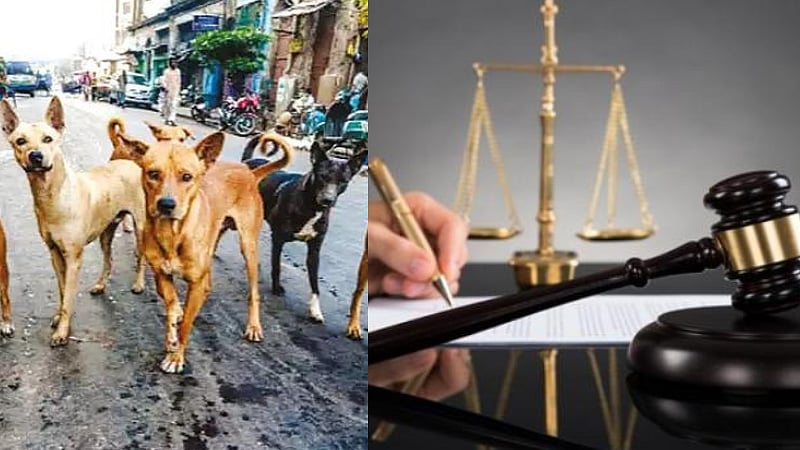 முதல்வர் மு.க.ஸ்டாலின் –தெருநாய்களை கட்டுப்படுத்தஅதிரடி..