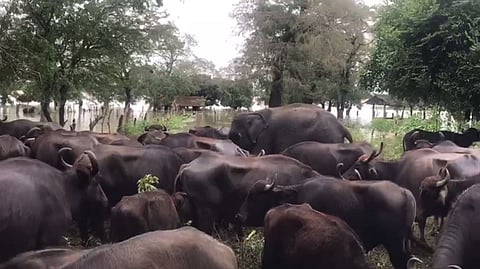 எருமைக்கூட்டத்துடன் சுற்றித்திரியும் யானைக்குட்டி 