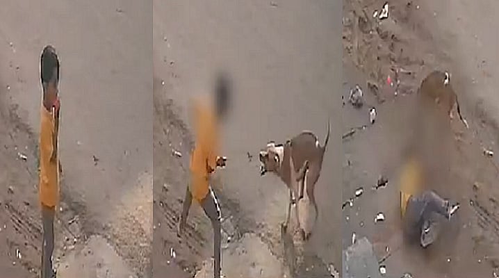 புதுக்கோட்டையில் 4 வயது சிறுவனை கடித்த நாய் / A dog bite a 4-year-old boy in Pudukkottai
