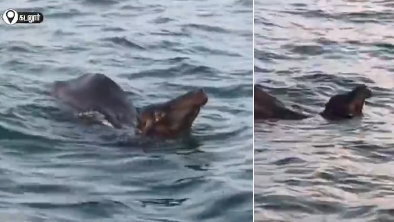 கடலூர்: நடுக்கடலில் 5 நாட்களுக்கும் மேலாக தவிக்கும் மாடு / Cow struggling in ocean which was previously taken away in Cuddalore flood