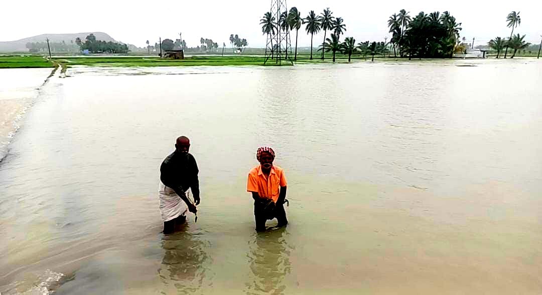 தென்காசி: கனமழை காரணமாக நீரில் மூழ்கிய 2 ஆயிரம் ஏக்கர் பயிர்கள் சேதம் Tenkasi: 2000 acres of crops submerged due to heavy rains - Farmers in agony