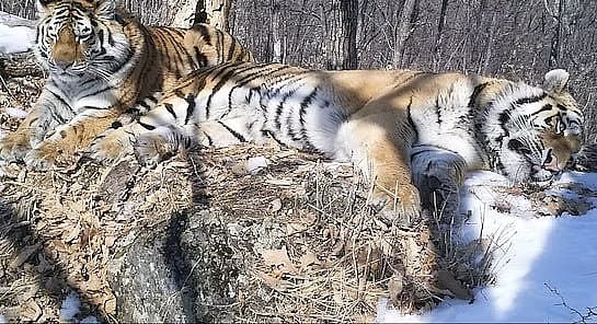 3 ஆண்டுகள் தொடர் தேடலில் 200 கி.மீ பயணித்து தன் காதலியை சென்றடடைந்த புலி! / russian tiger travels 200 km in 3 years to find his girlfriend