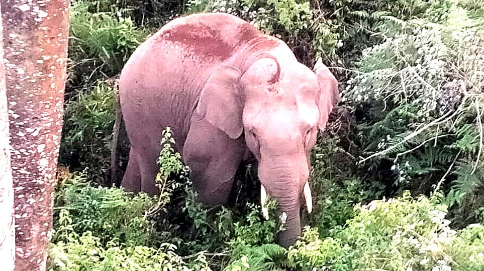 30க்கும் மேற்பட்ட வீடுகளை இடித்து சேதப்படுத்திய புல்லட் காட்டு யானை – வனத்துறை அறிக்கை Nilgiris: Bullet Wild Elephant – Forest Department Report