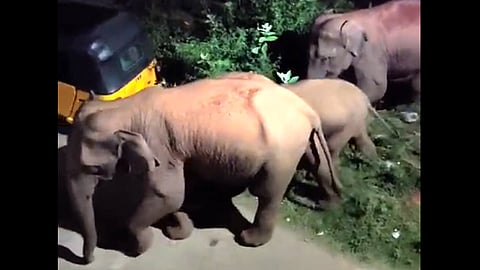 உணவு தேடி ஊருக்குள் உலாவரும் யானைக் கூட்டம்