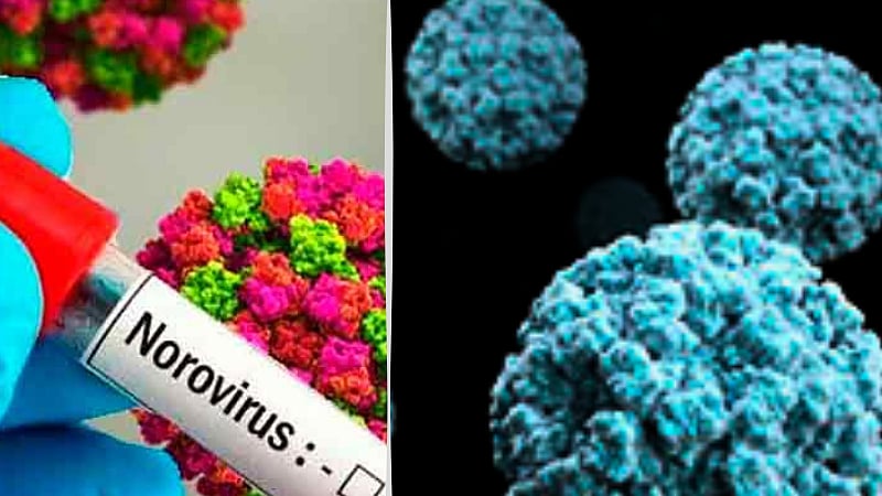 அமெரிக்காவில் அதிகரித்து வரும் நோராவின் தாக்கம் /norovirus outbreak in america