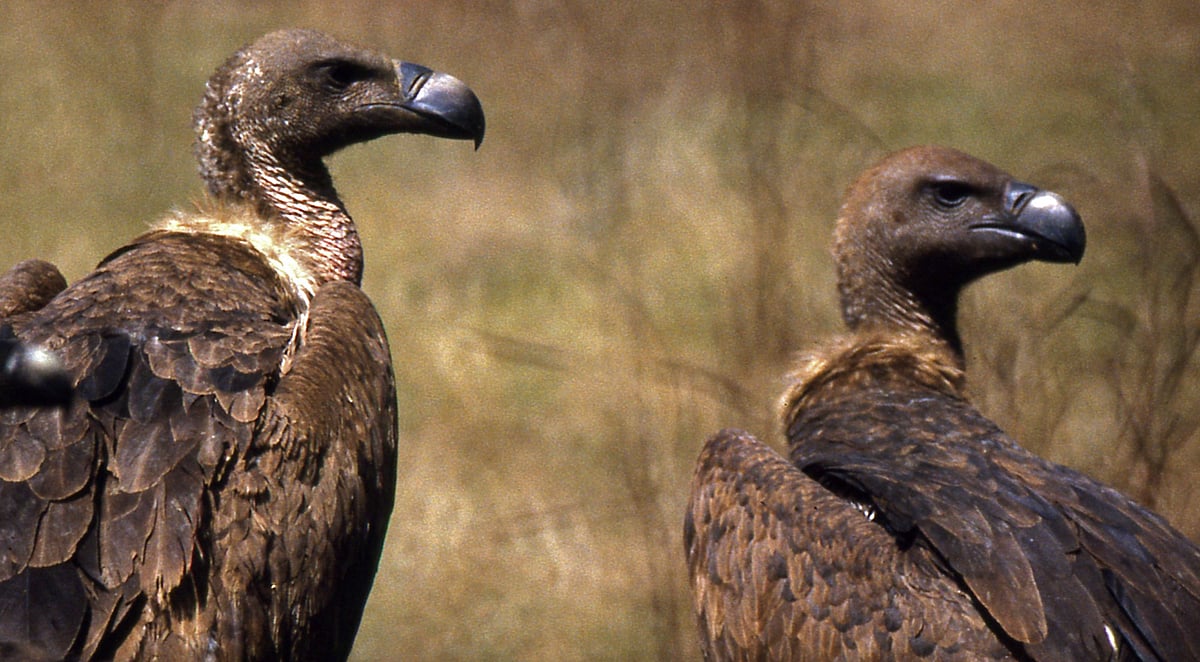 மருத்துக்கு தடை விதித்து மத்திய சுகாதாரத் துறை அமைச்சகம் உத்தரவு/central government ban nimesulide painkiller tablet 
