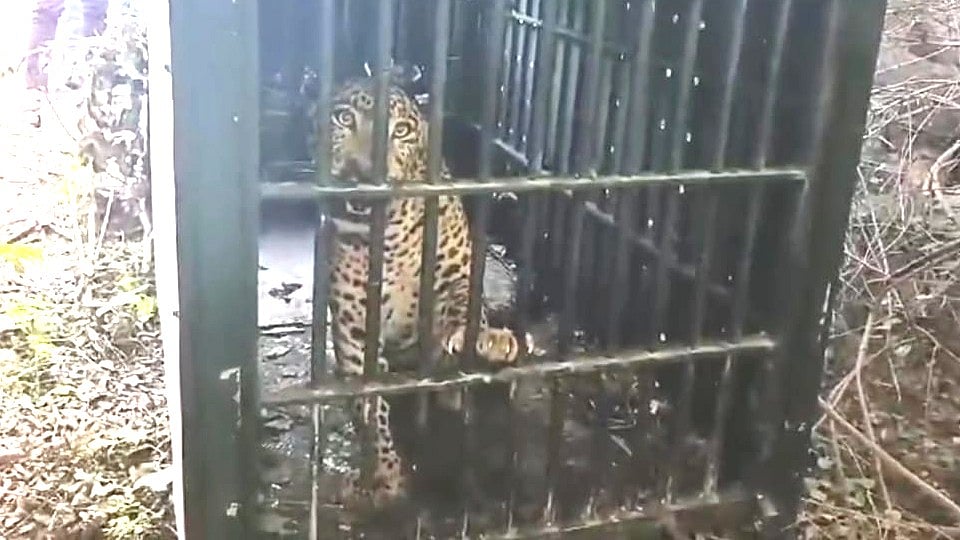 இரண்டு வருடங்களாக போக்கு காட்டிய சிறுத்தை கூண்டில் சிக்கியதால் பொதுமக்கள் நிம்மதி / leopard was caught in a cage at village in Krishnagiri 