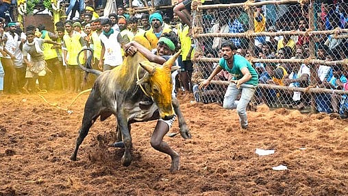 சீறிப்பாயும் காளைகள்... சினம் கொண்டு அடக்கும் காளையர்! / Avaniyapuram Jallikattu compatation