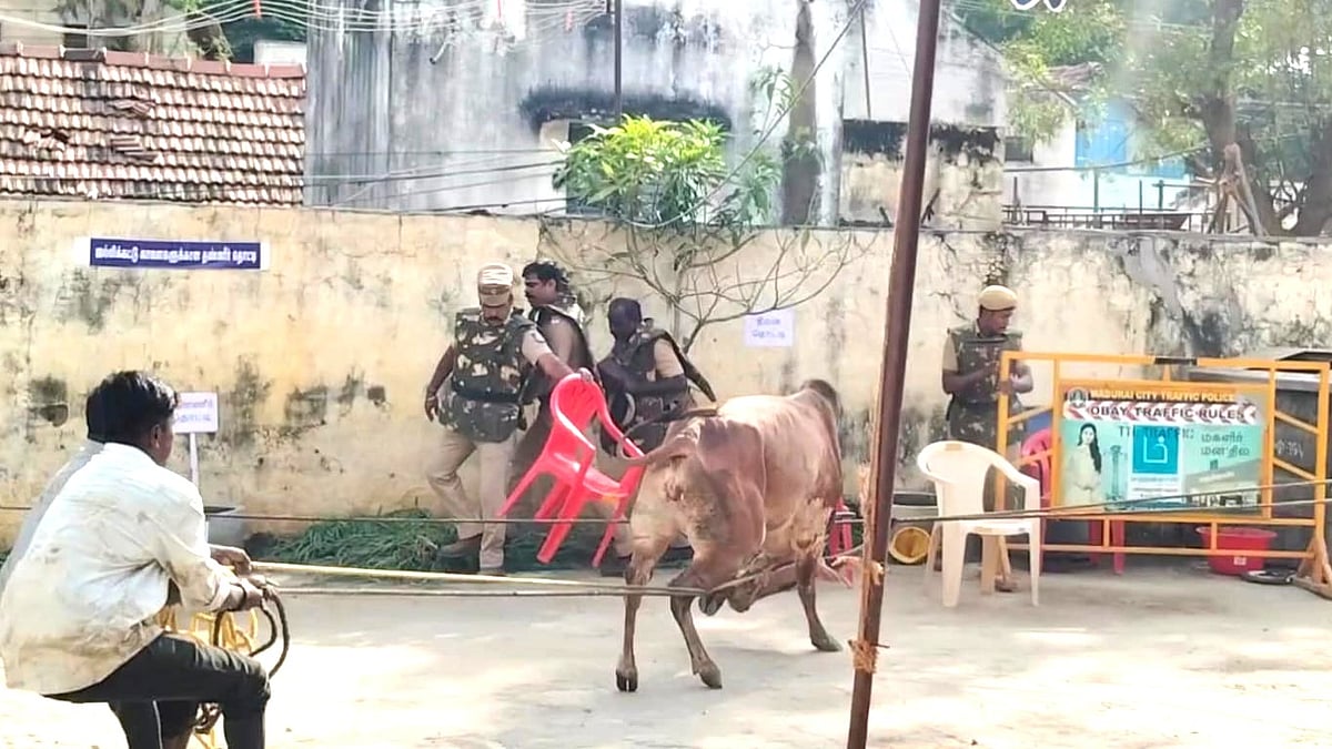 மதுரை: வந்த இடத்துல இப்டியா – அடங்க மறுத்து அட்டகாசம் செய்த காளை – அச்சமடைந்த காவலர்கள் Madurai: Avaniyapuram jallikattu compatation