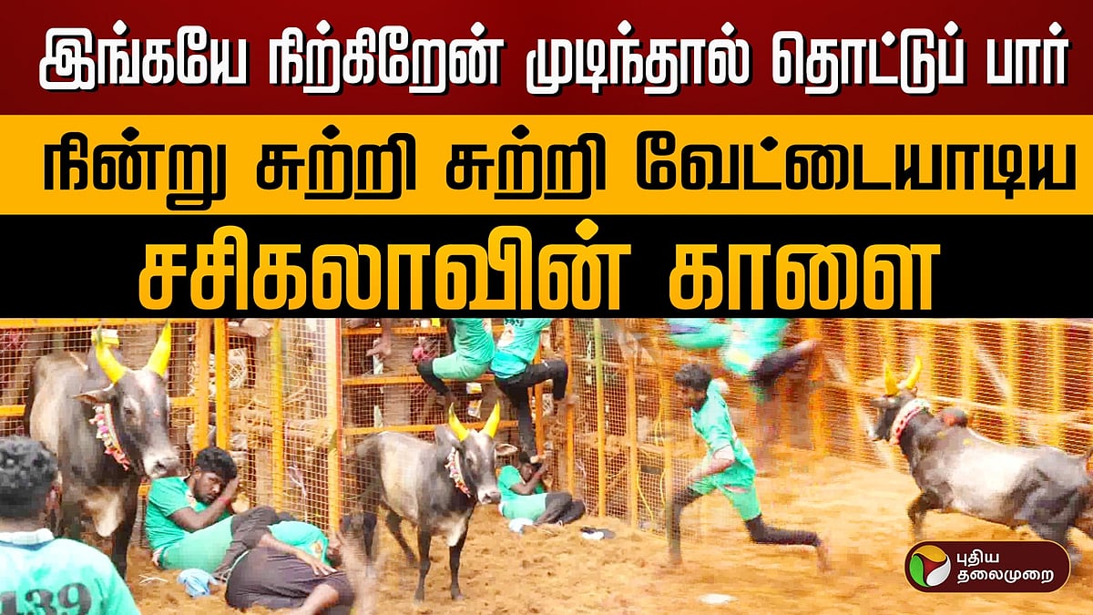 அவனியாபுரம் ஜல்லிக்கட்டில் கெத்துக்காட்டிய விகே சசிகலா காளை / VK Sasikala bull roars at Jallikattu in Avaniyapuram