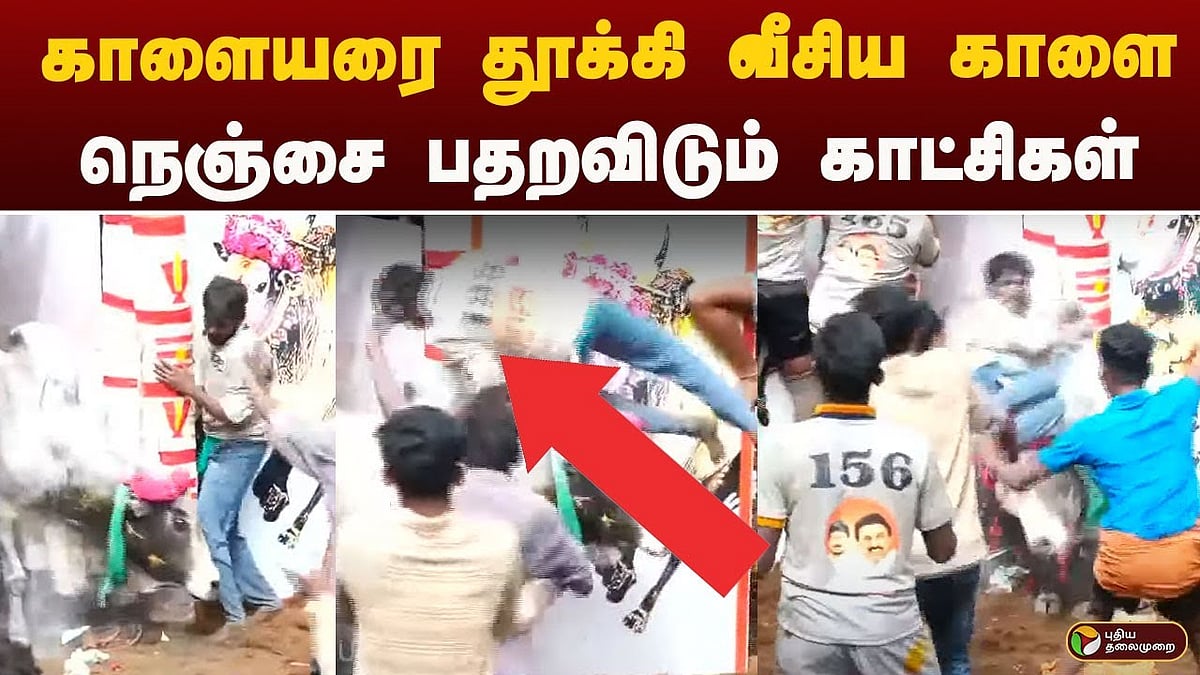 காளையரை தூக்கி வீசிய காளை அவனியாபுரம் ஜல்லிக்கட்டு /famous avaniyapuram jallikattu update