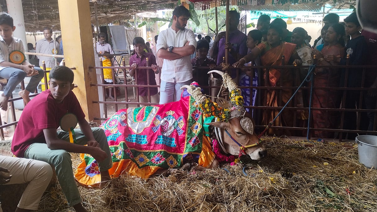 தேனி |மாட்டுப் பொங்கல் பண்டிகை - ஸ்ரீ நந்தகோபாலன் கேயில் பட்டத்துக் காளையை வணங்கிய பொதுமக்கள் Theni: Pongal festival public celebrate