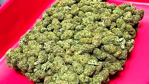 ராமநாதபுரம் | இலங்கைக்கு கடத்தப்பட்ட 80 கிலோ கஞ்சா பறிமுதல்