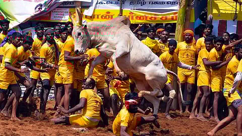 அலங்காநல்லூர் ஜல்லிக்கட்டு