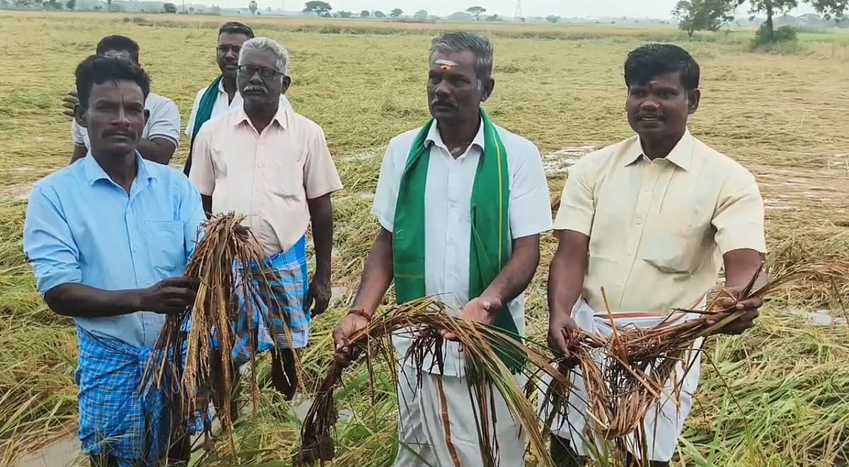 மயிலாடுதுறை: கனமழையால் 30,000 ஏக்கர் சம்பா பயிர்கள் பாதிப்பு / Mayiladuthurai: 30,000 acres of samba crops affected by heavy rain  