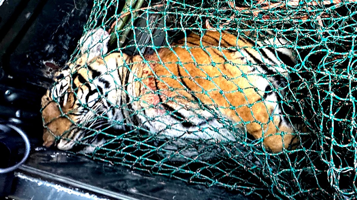 வயநாடு சுட்டுக் கொல்ல முயன்றபோது சடலமாக கிடந்த ஆட்கொல்லி பெண் புலி – வனத்துறை  விளக்கம் Wayanad dead female tigress - Forest department description 