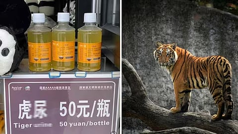 china zoo sells tiger urine as a cure 