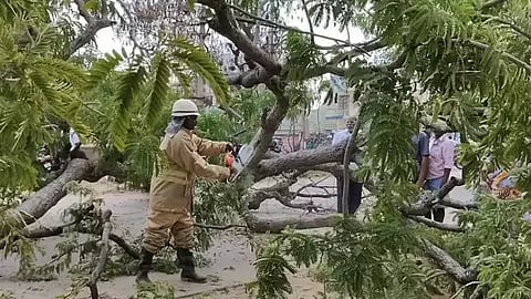 புளியமரம்