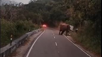 வால்பாறையில் யானை தாக்கி வெளிநாட்டு சுற்றுலாப்பயணி உயிரிழப்பு Valparai elephant attacked A foreign tourist and he died 