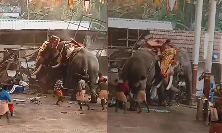 திருவிழாவிற்காக கொண்டுவரப்பட்ட யானைகள் மோதிக்கொண்டதல் 3 பேர் பலி /kerala elephants clash att emple festival 3 devotees killed in clash