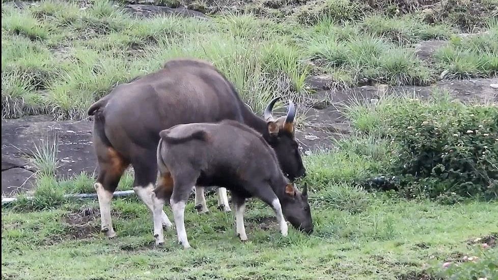 குறிஞ்சி நகரில் காட்டெருமைகளால் மக்களுக்கு அச்சம்In Kurinji city, people are afraid of wildebeests