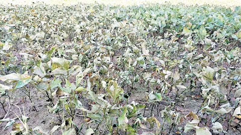 அறுவடைக்கு தயாராக இருந்த பட்டியலின மக்களின் பயிர்களை அழித்த வேறுசாதி இந்துக்கள்/caste hindus destroy crops raised by sc farmers in tiruvannamalai