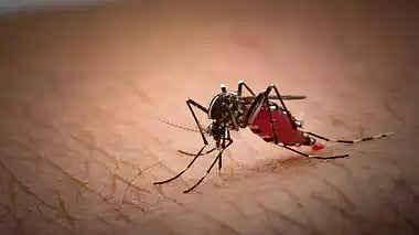 பிலிப்பைன்ஸில் டெங்குவை தடுக்கும் வினோத முயற்சி/village in Philippines country is offering cash bounty for dead mosquitoes