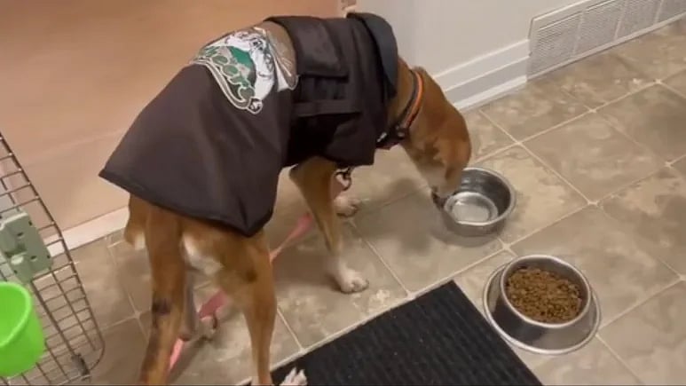 நாய் கனடா/dog from thane streets finds new home in toronto