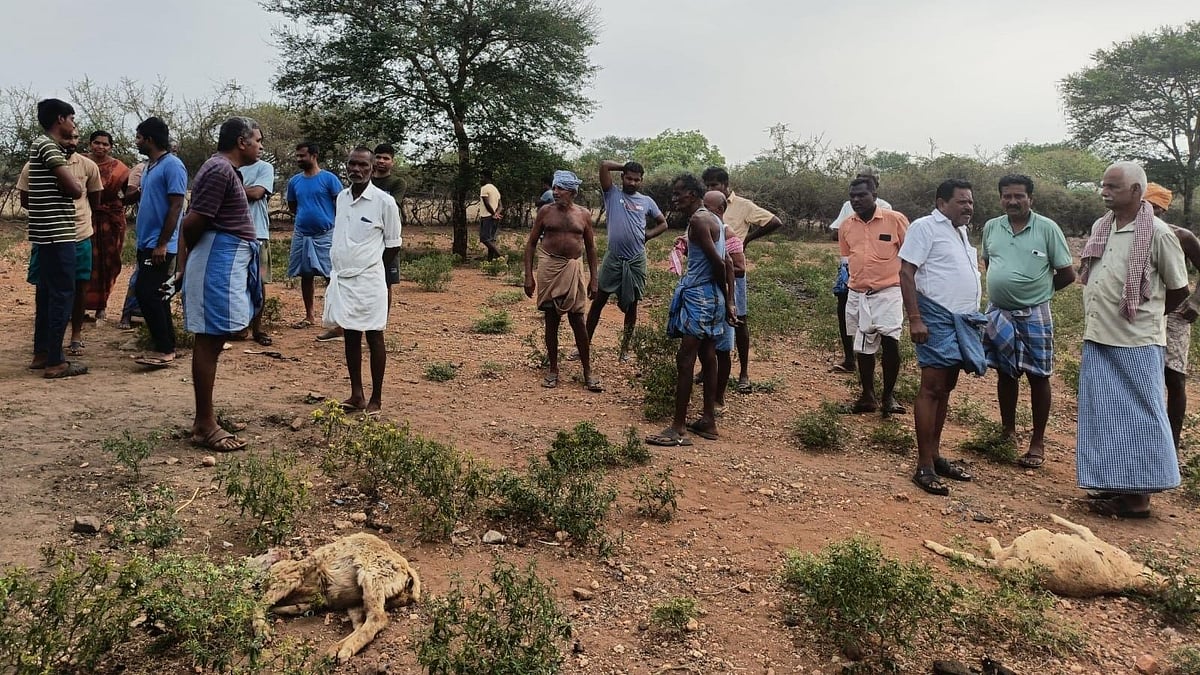 ஈரோடு | நாய்கள் கடித்து 14 ஆடுகள் பலி – விவசாயி வேதனை