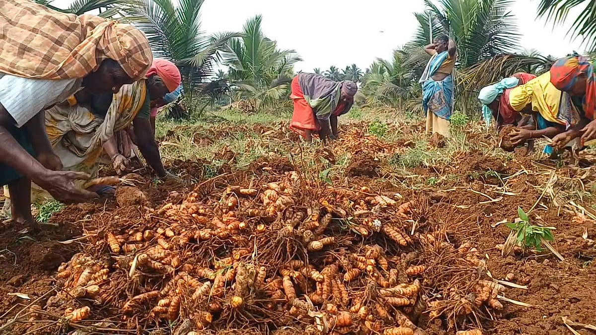 தருமபுரி | மஞ்சள் அறுவடை பணி தீவிரம் - விவசாயிகள் மகிழ்ச்சி