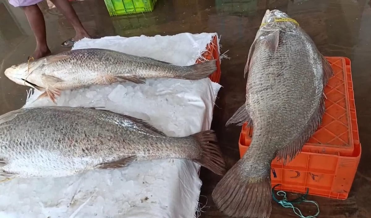 ராமநாதபுரம் | மீனவர் வலையில் சிக்கிய கூறல் மீன்கள்