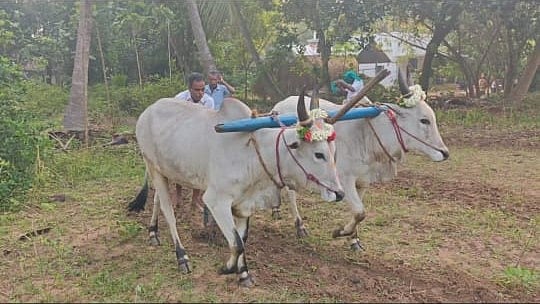 புதுக்கோட்டை | உழவுப் பணிகளைத் தொடங்கிய விவசாயிகள்