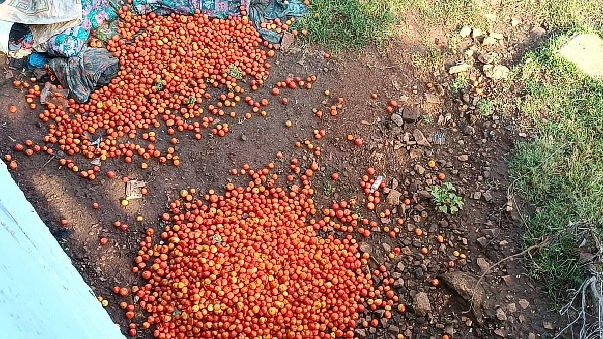 திண்டுக்கல் |சாலையோரங்களில் கொட்டப்படும் தக்காளிகள்