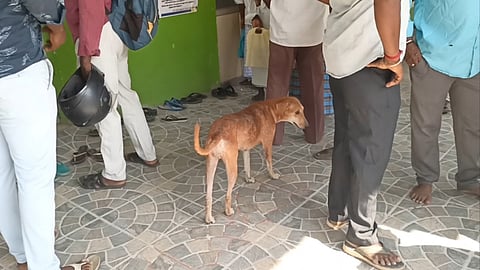 தெரு நாய்கள்