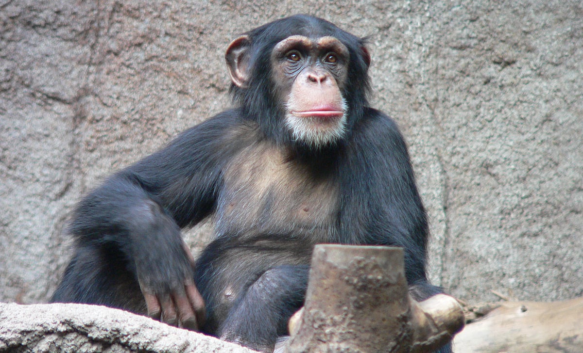 சிம்பன்சி குரங்குகள் காயங்களுக்கு மருந்தாக பயன்படுத்துவது என்ன தெரியுமா? 