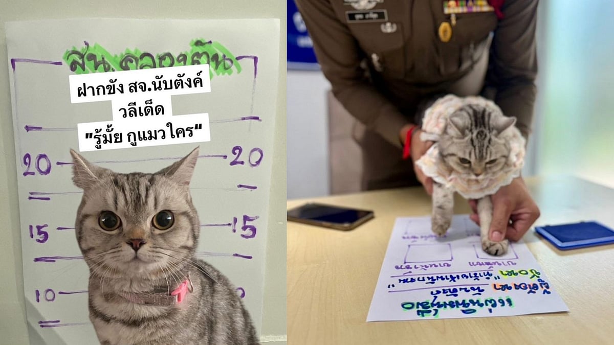 பூனையை கைது செய்த காவல்துறையினர்; ஜாமினில் விடுவித்த உரிமையாளர்! தாய்லாந்தில் நடந்த ஸ்வரஸ்ய சம்பவம்!