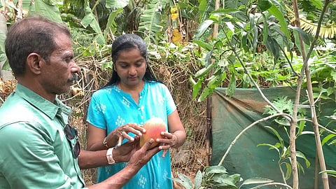 ஜப்பான் மாம்பழத்தின் மீது ஆசைப்பட்ட மனைவி