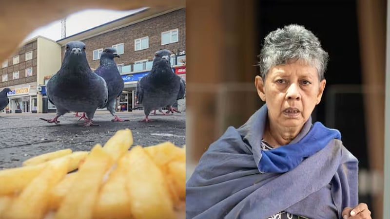 உணவு கொடுத்தது ஒரு குத்தமா?புறாக்களுக்கு உணவளித்த மூதாட்டி; ரூ.80,000 அபராதம் விதித்த நீதிமன்றம்!