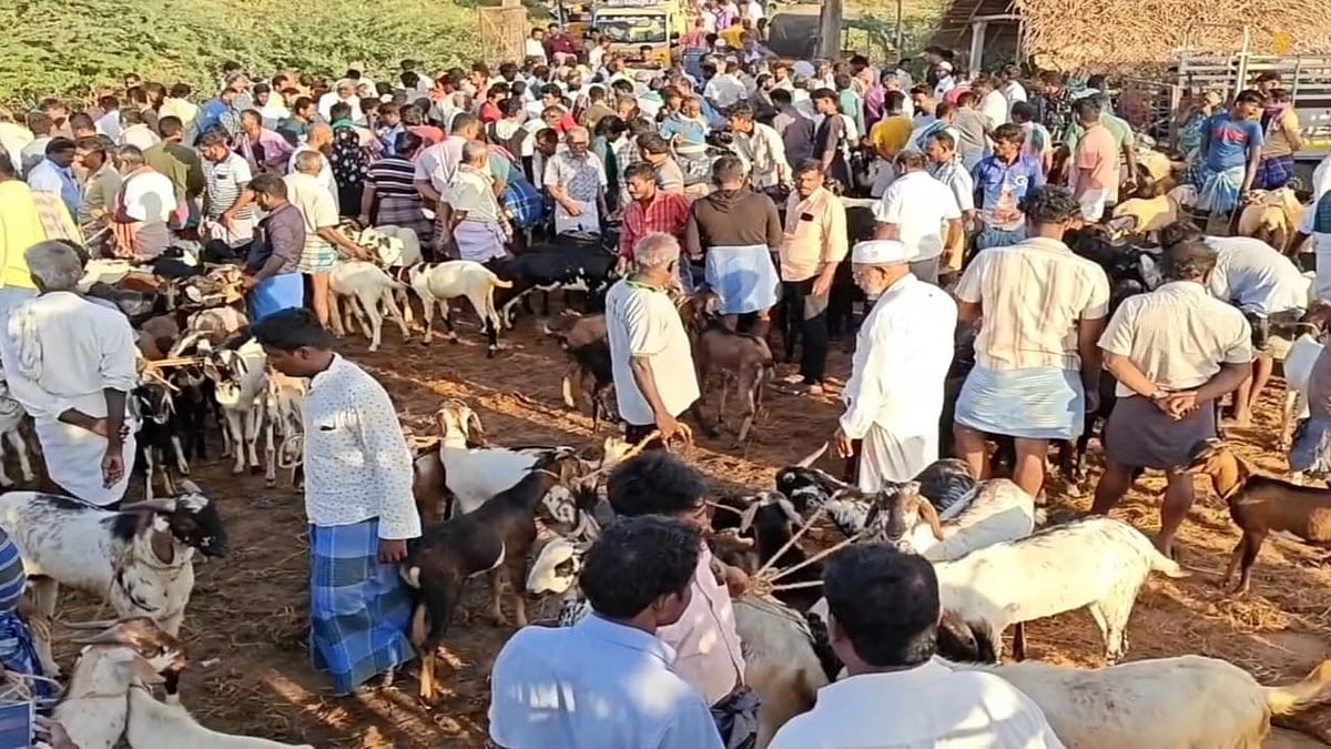 பக்ரீத் பண்டிகையை முன்னிட்டு அதிக விலைக்கு விற்பனையான ஆடுகள்
