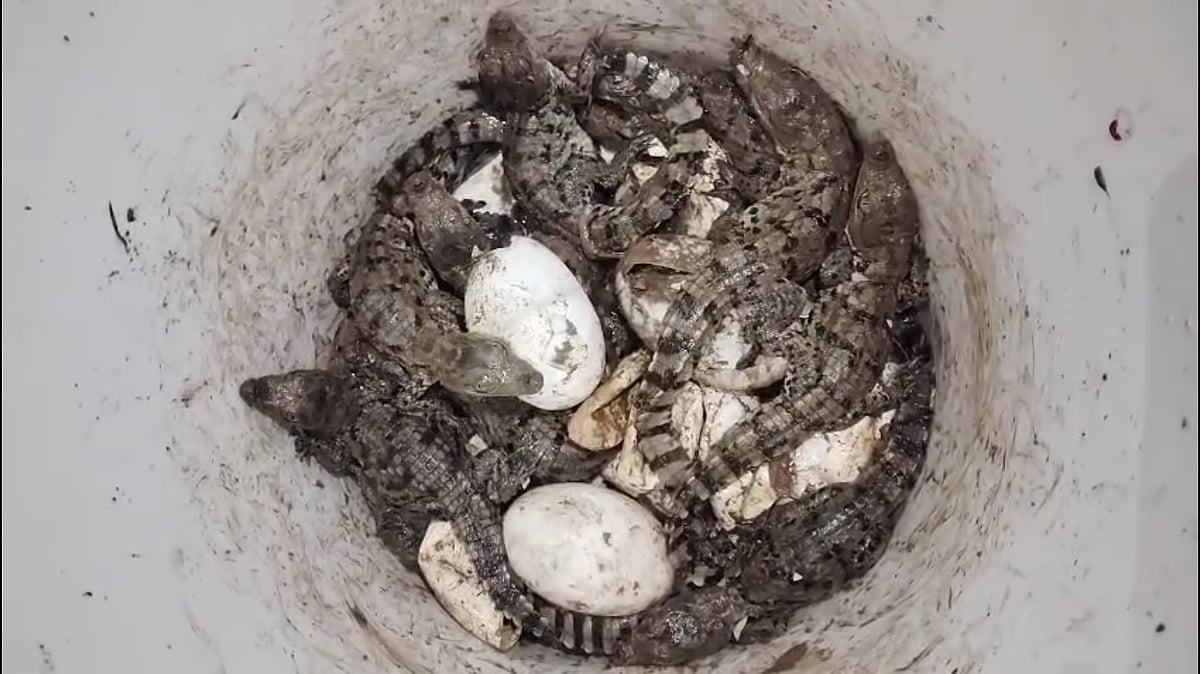 குளத்தில் இருந்து மீட்கப்பட்ட 50-க்கும் மேற்பட்ட முதலை குட்டிகள்...