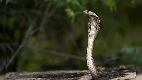 king cobra near in everest