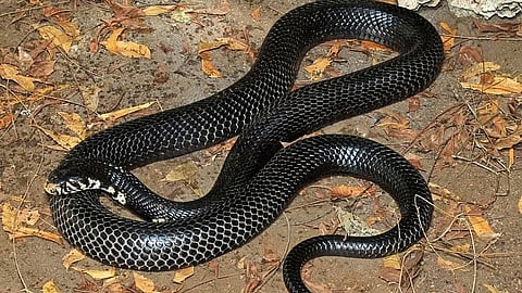 rarest of rare venomous snake dies 5 minutes after biting man in madhya pradesh