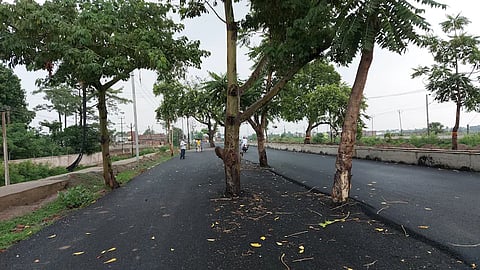 Trees stand in the middle of a road in Rs 100 Crore Road Built In Bihar