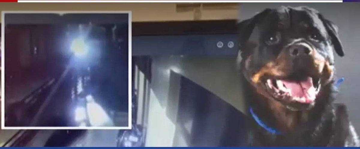 200 தையல்கள், 2 இடங்களில் எலும்பு முறிவு; குதறிய ராட் வீலர்கள்.. 75 வயது மூதாட்டிக்கு நேர்ந்த கதி!