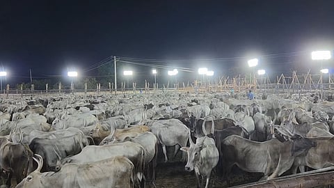 ஆடு, மாடுகள்